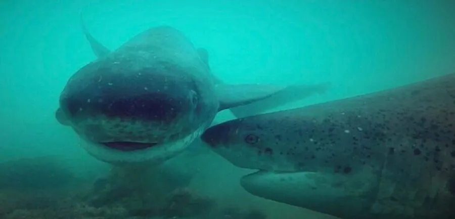 2502tiburon-gatopardo-1973522